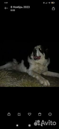 Вязка алабай