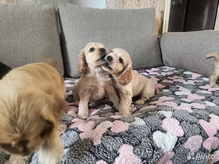 Щенки американского кокер спаниеля