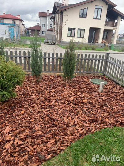 Кора от сосны