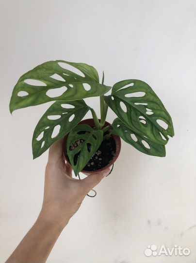 Монстера Фридрихшталя