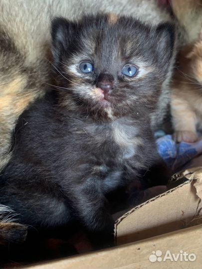 Котенок в добрые руки