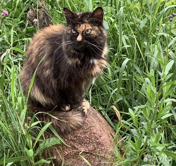 Последняя надежда