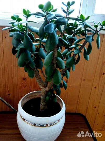 Толстянка (денежное дерево), Спатифиллум,Антуриум