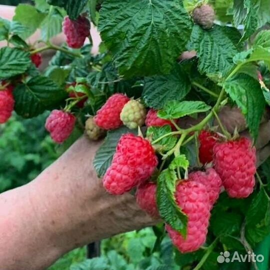 Саженцы малины