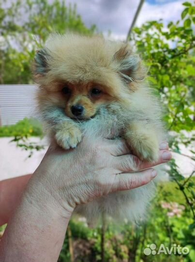 Померанский шпиц mini