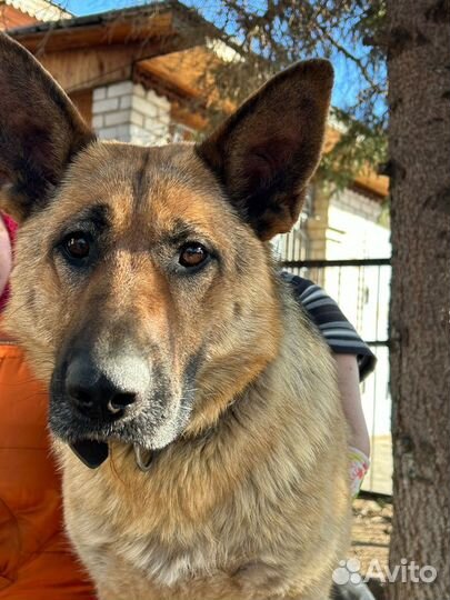 Щенок немецкой овчарки