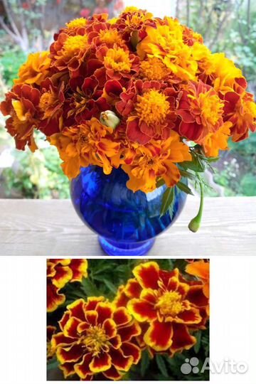 Бархатцы отклонённые махровые полумахровые рассада