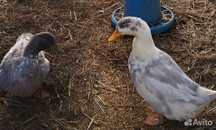 Утята пород индоуток,голубых фаворитов,каюг