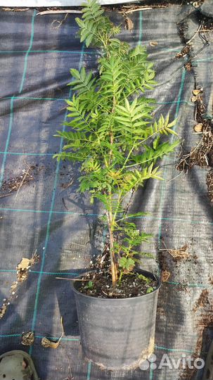 Рябинник Сэм