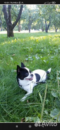 Вязка собак чихуахуа