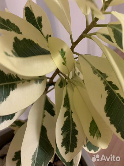 Фикус микрокарпа альбомаргината