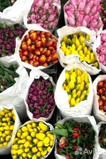 Тюльпаны, заказать букет из Тюльпанов с доставкой