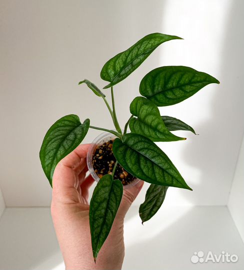 Монстера Перу,адансона,Сильтепекана