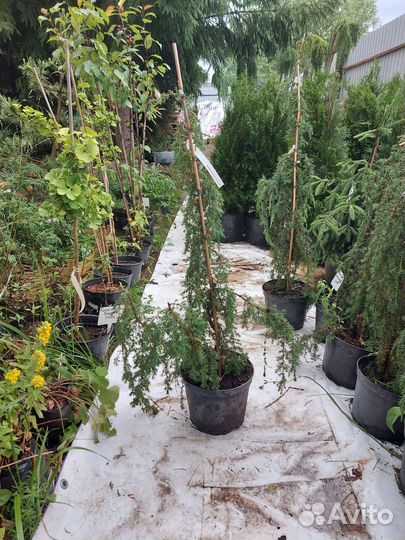 Juniperus communis Horstmann 100-110см