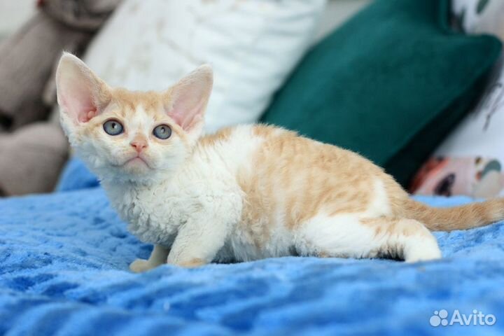 Котенок девон-рекс