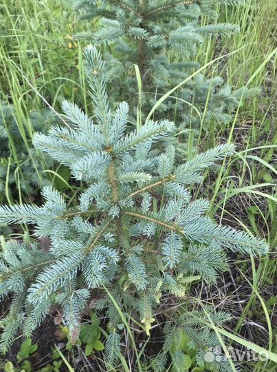 Ель голубая,зеленая