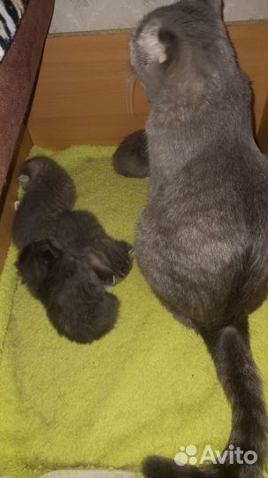 Шотландские котята