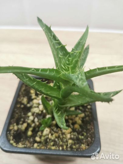 Алоэ сортовые