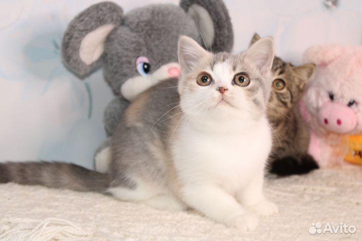 Британская черепашка