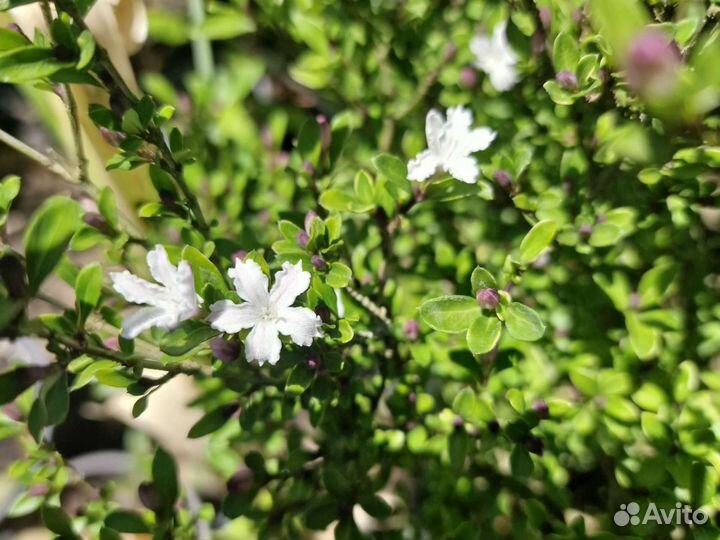 Серисса вариегатная