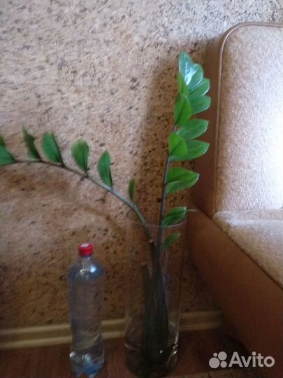 Комнатное растение Замиокулькас