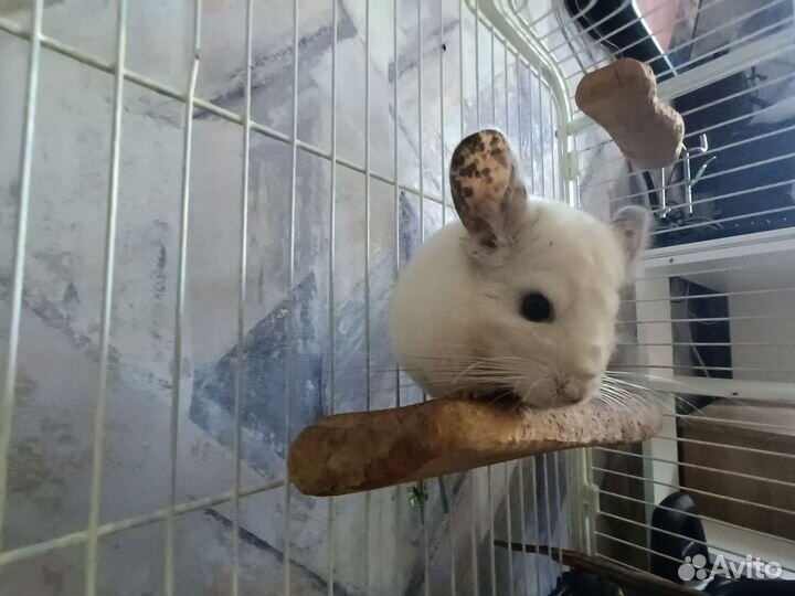 Шиншиллы с клеткой