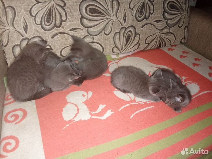 Помесные британцы