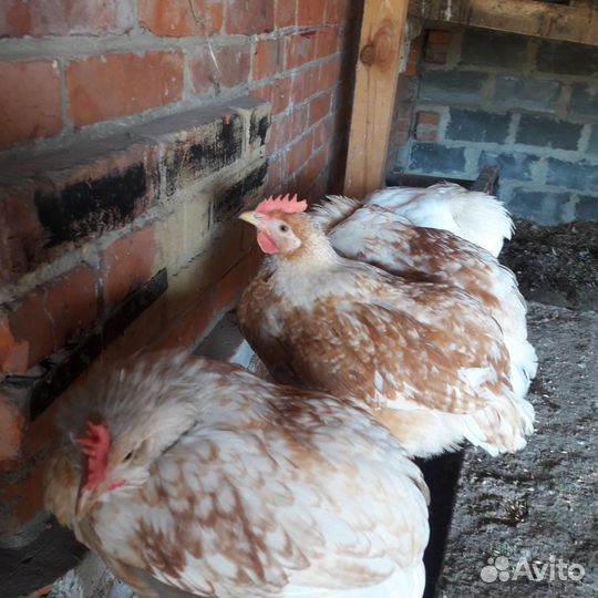 Куры домашние
