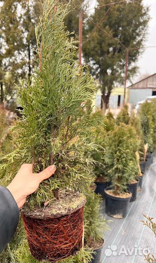 Саженцы хвойных растений туя, можжевельник