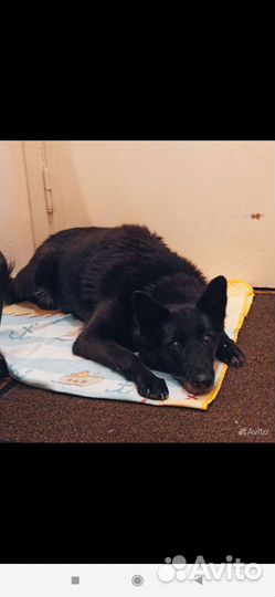 Талантливой Мухе одиноко в приюте