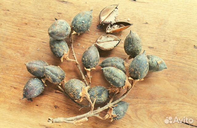 Павловния Войлочная семена 1000шт +