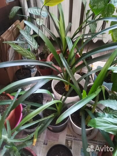 Комнатные растения