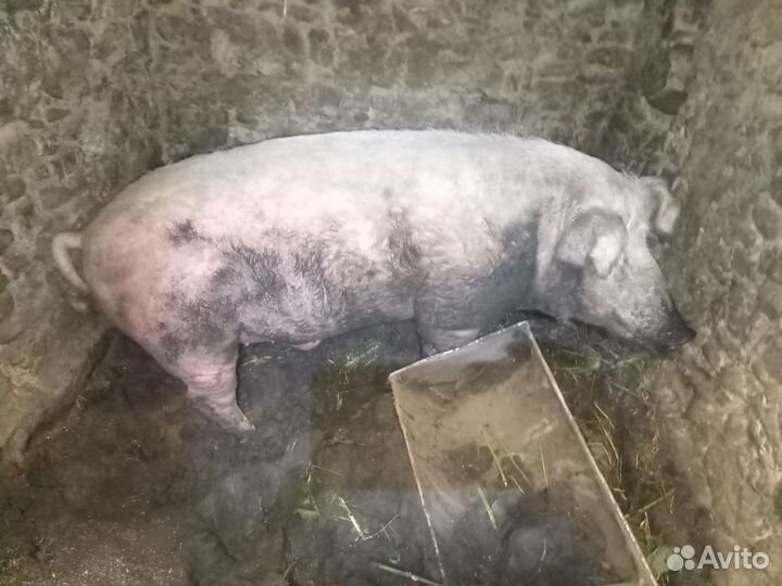 Хряк на племя