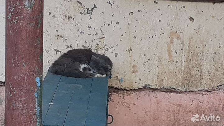 Помогите котику