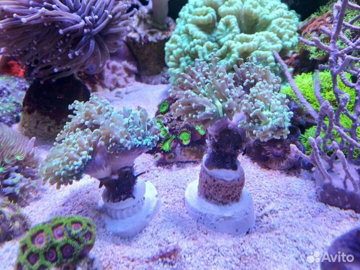 Живые кораллы