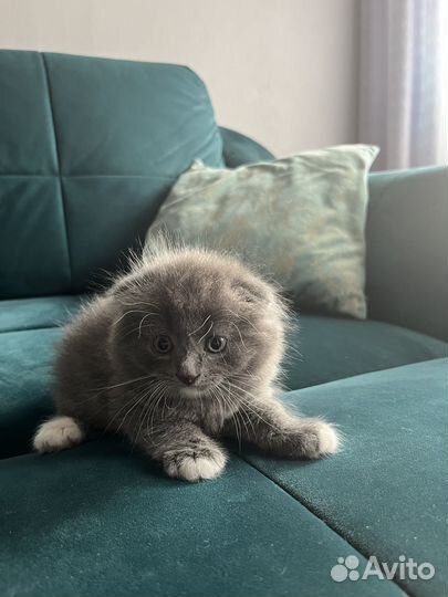 Шотландские котята