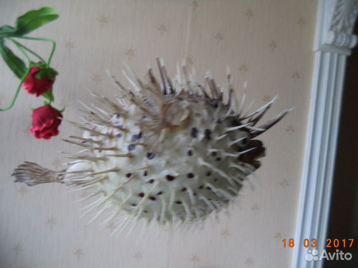 Чучело Рыба-еж