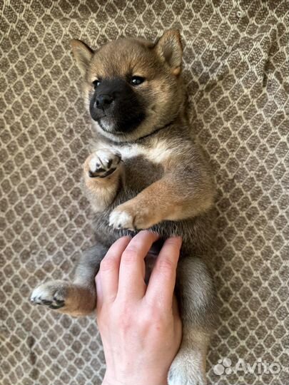 Продается клубный щенок Сиба-ну