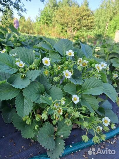 Клубника, ремонтантная, укорененные усы