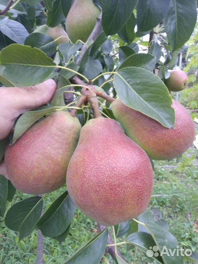 Черенки плодовых культур