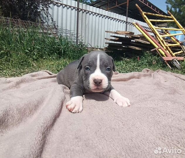 Американский булли покет щенки