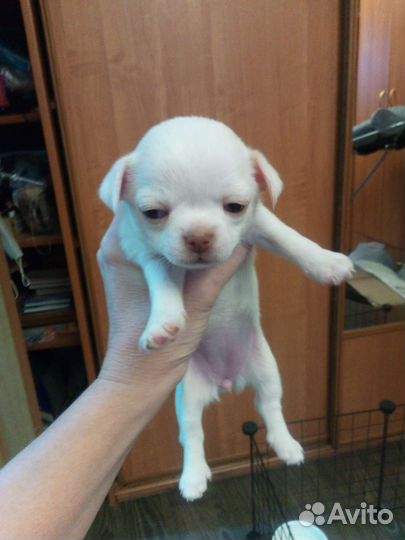 Щенки чихуахуа