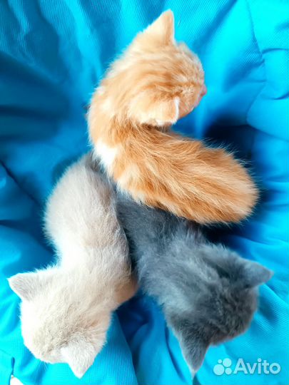 Сибирские котята