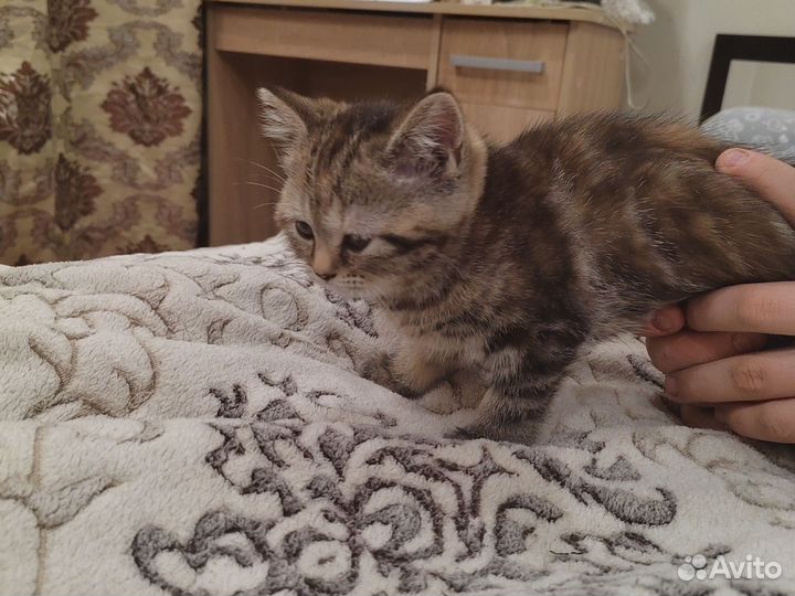 Шотландская прямоухая Скотиш Страйт