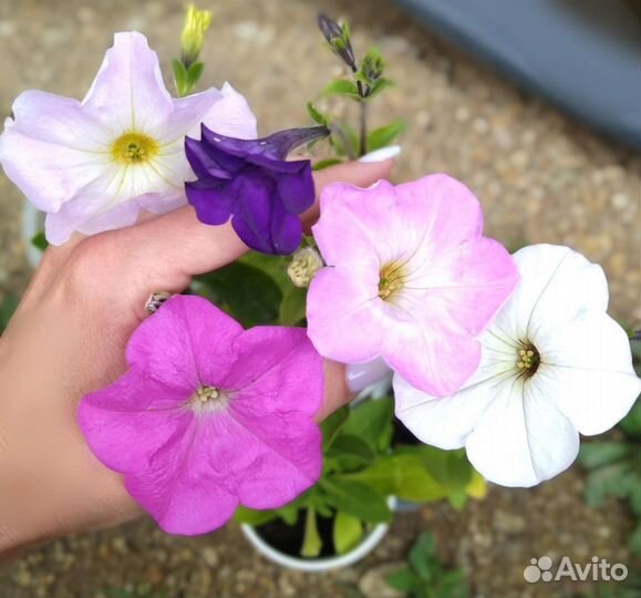 Рассада петунии петуньи