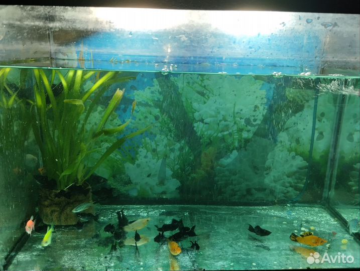 Аквариум с рыбками бу, 50 литров