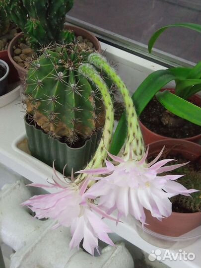 Кактус Эхинопсис