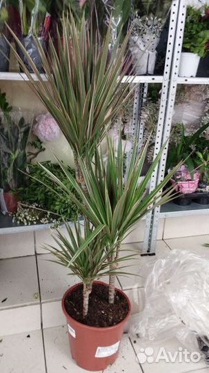 Драцена маргината биколор 3 ствола