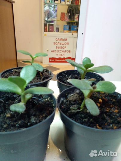 Толстянка (денежное дерево)