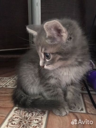 Красивые котята